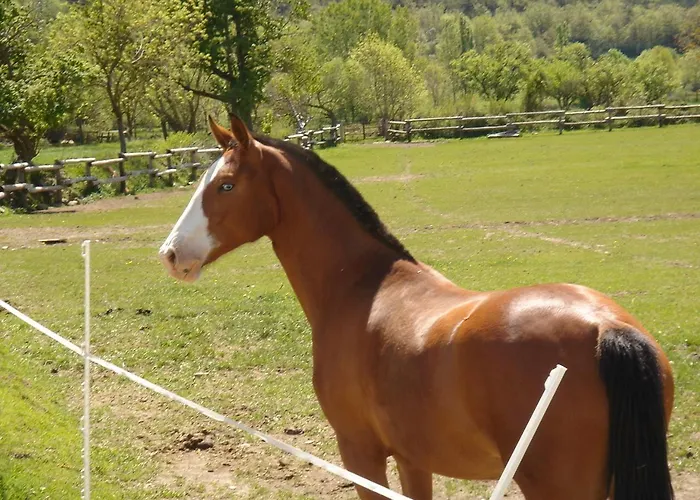 Lantställe Canardo Autural *